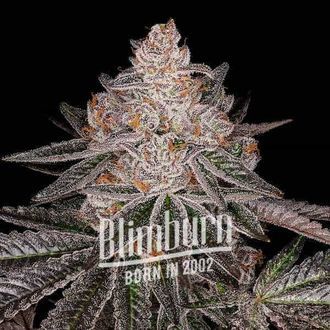 Apple Fritter Auto (Blimburn Seeds) Feminiserade