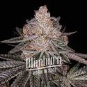 Apple Fritter Auto (Blimburn Seeds) Feminiserade