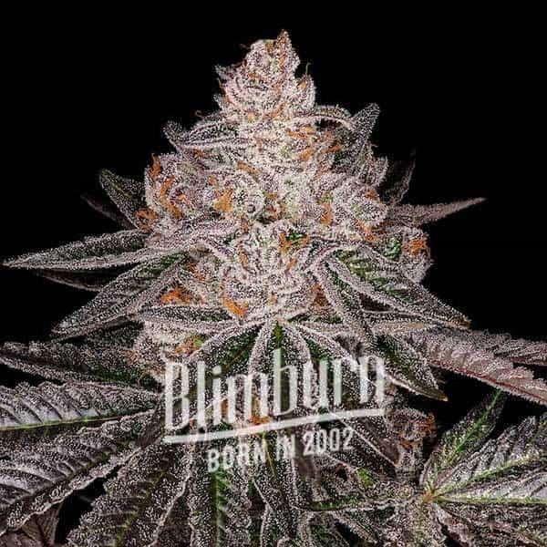 Apple Fritter Auto (Blimburn Seeds) Feminiserade