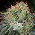 Fat Bastard Auto (Blimburn Seeds) Feminiserade