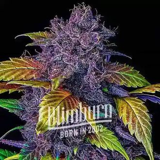 Purple Lemonade Auto (Blimburn Seeds) Feminiserade
