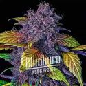 Purple Lemonade Auto (Blimburn Seeds) Feminiserade