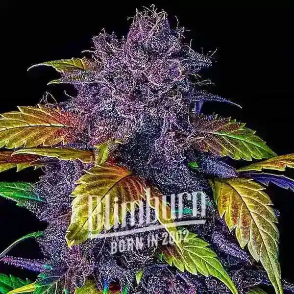 Purple Lemonade Auto (Blimburn Seeds) Feminiserade