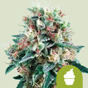 Royal Creamatic (Royal Queen Seeds) Feminiserade