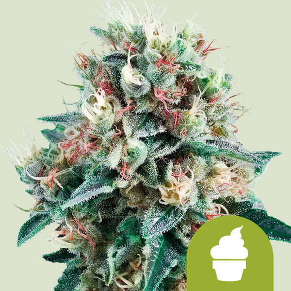 Royal Creamatic (Royal Queen Seeds) Feminiserade