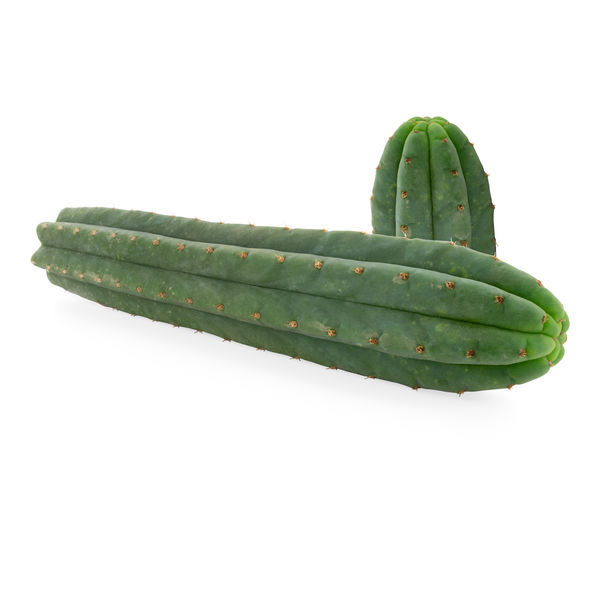 San Pedro-kaktus med 7 ribbor (Echinopsis pachanoi)