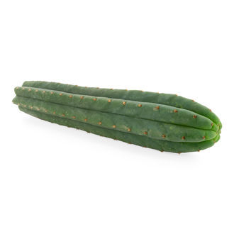 San Pedro-kaktus med 7 ribbor (Echinopsis pachanoi)