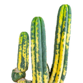 San Pedro variegerad (Echinopsis pachanoi variegata) Buenavista
