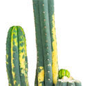 San Pedro variegerad (Echinopsis pachanoi variegata) Buenavista