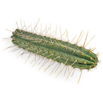 Peruviansk fackla XL (Echinopsis peruviana)