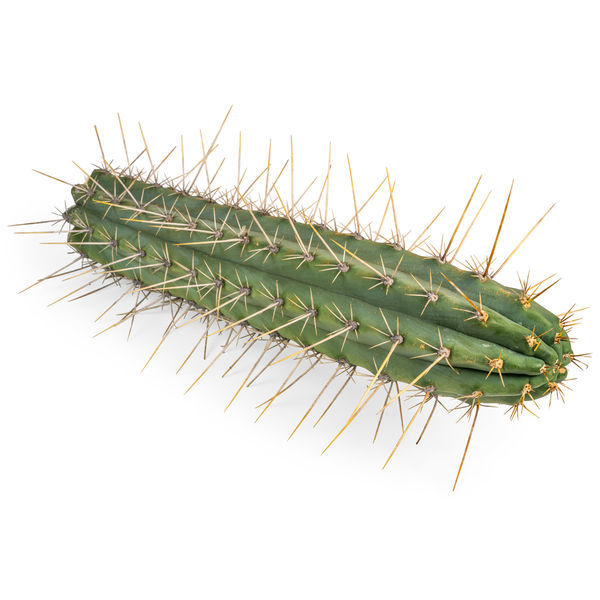 Peruviansk fackla XL (Echinopsis peruviana)