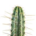 Peruviansk fackla XL (Echinopsis peruviana)