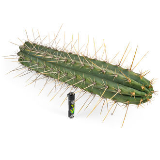Peruviansk fackla XL (Echinopsis peruviana)