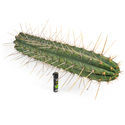 Peruviansk fackla XL (Echinopsis peruviana)