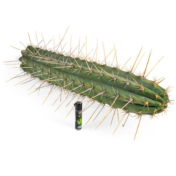 Peruviansk fackla XL (Echinopsis peruviana)
