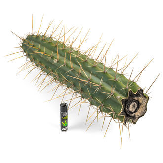 Peruviansk fackla XL (Echinopsis peruviana)