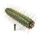 Peruviansk fackla XL (Echinopsis peruviana)