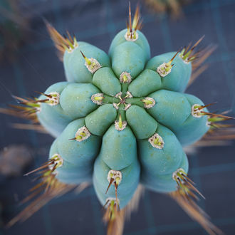 Peruviansk fackla XL (Echinopsis peruviana)