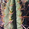 Peruviansk fackla XL (Echinopsis peruviana)