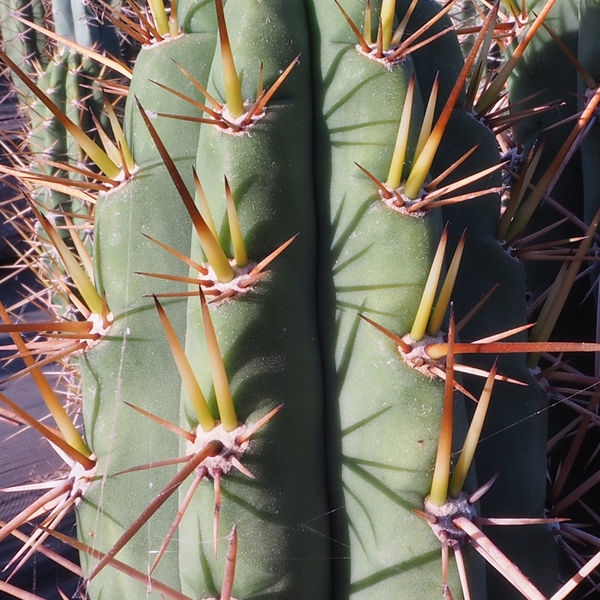 Peruviansk fackla XL (Echinopsis peruviana)