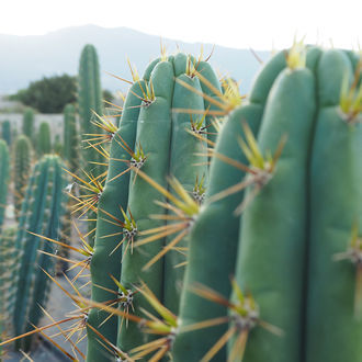 Peruviansk fackla XL (Echinopsis peruviana)