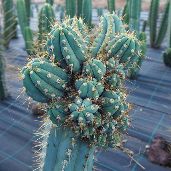 Peruviansk fackla XL (Echinopsis peruviana)