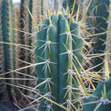 Peruviansk fackla XL (Echinopsis peruviana)