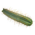 Boliviansk Torch XL (Echinopsis bridgesii)