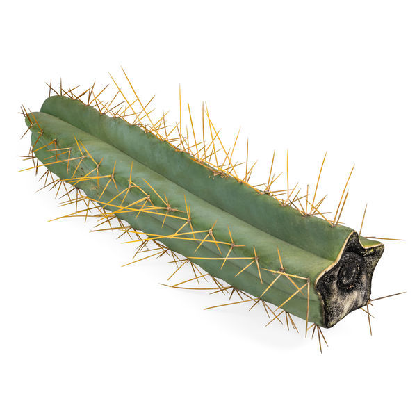 Boliviansk Torch XL (Echinopsis bridgesii)