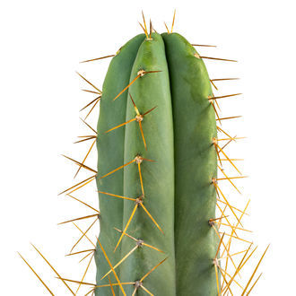 Boliviansk Torch XL (Echinopsis bridgesii)