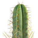 Boliviansk Torch XL (Echinopsis bridgesii)