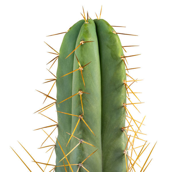 Boliviansk Torch XL (Echinopsis bridgesii)