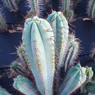Boliviansk Torch XL (Echinopsis bridgesii)