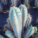 Boliviansk Torch XL (Echinopsis bridgesii)