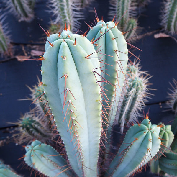 Boliviansk Torch XL (Echinopsis bridgesii)