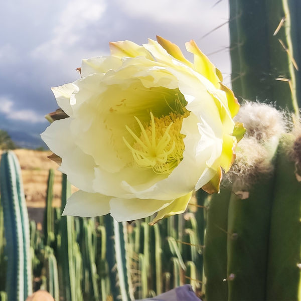 Boliviansk Torch XL (Echinopsis bridgesii)