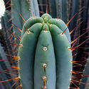 Boliviansk Torch XL (Echinopsis bridgesii)