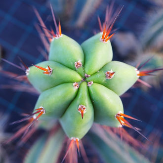 Boliviansk Torch XL (Echinopsis bridgesii)