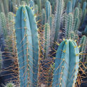Boliviansk Torch XL (Echinopsis bridgesii)