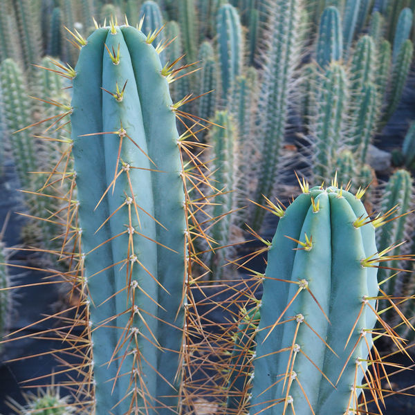 Boliviansk Torch XL (Echinopsis bridgesii)