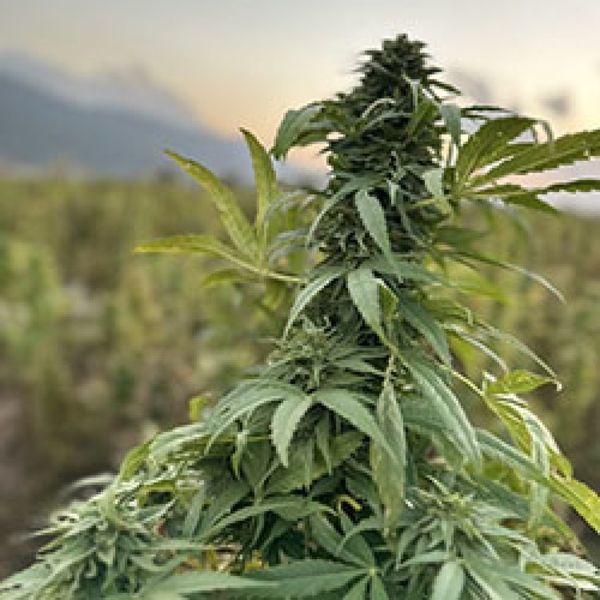 Paktia (Afghan Seed Connection) reguljär