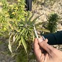 Parwan (Afghan Seed Connection) reguljär