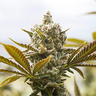 Panjshir Real Kush (Afghan Seed Connection) Regulj&auml;r