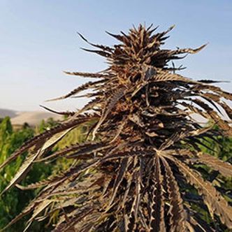 Kandahar (Afghan Seed Connection) regulj&auml;r