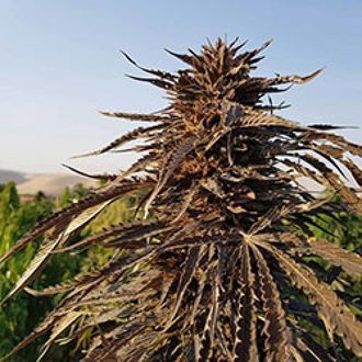 Kandahar (Afghan Seed Connection) regulj&auml;r