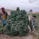 Logar (Afghan Seed Connection) reguljär