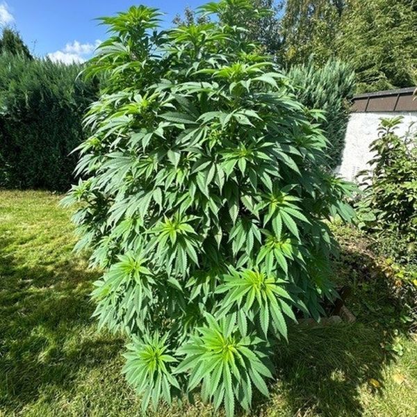 Logar (Afghan Seed Connection) reguljär