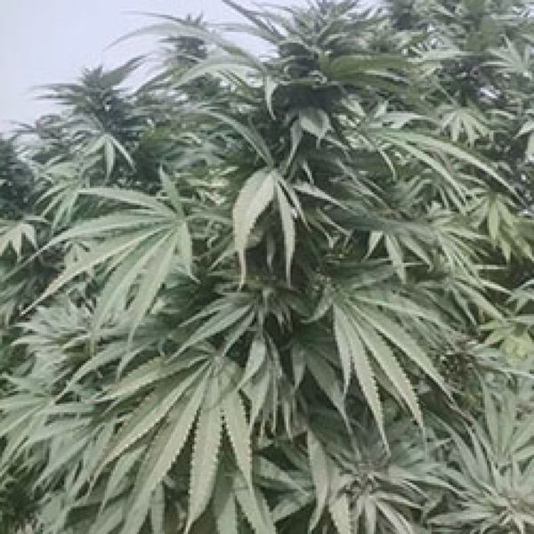 Nimruz (Afghan Seed Connection) reguljär
