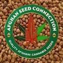 Kabul (Afghan Seed Connection) Reguljär