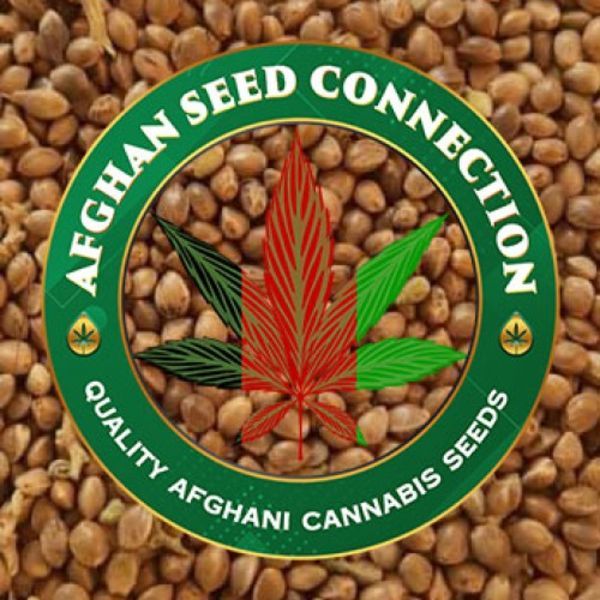 Kabul (Afghan Seed Connection) Reguljär